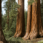 Trees