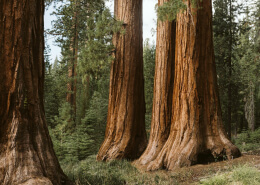 Trees