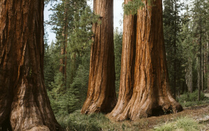 Trees