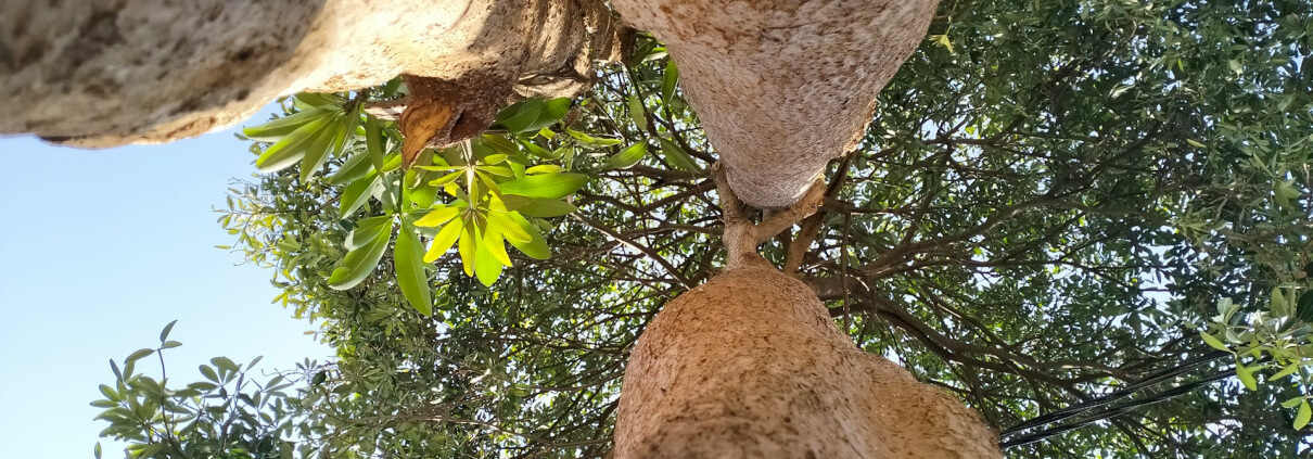 trees