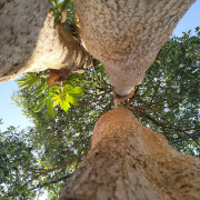 trees