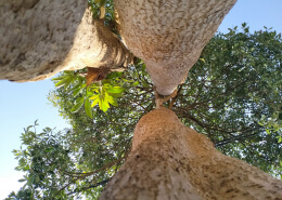 trees