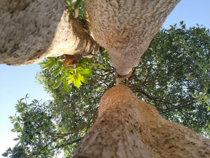 trees