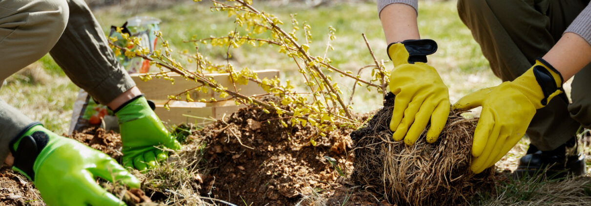 Planting Tips
