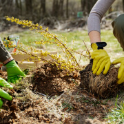 Planting Tips