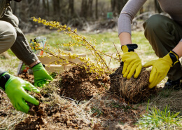Planting Tips
