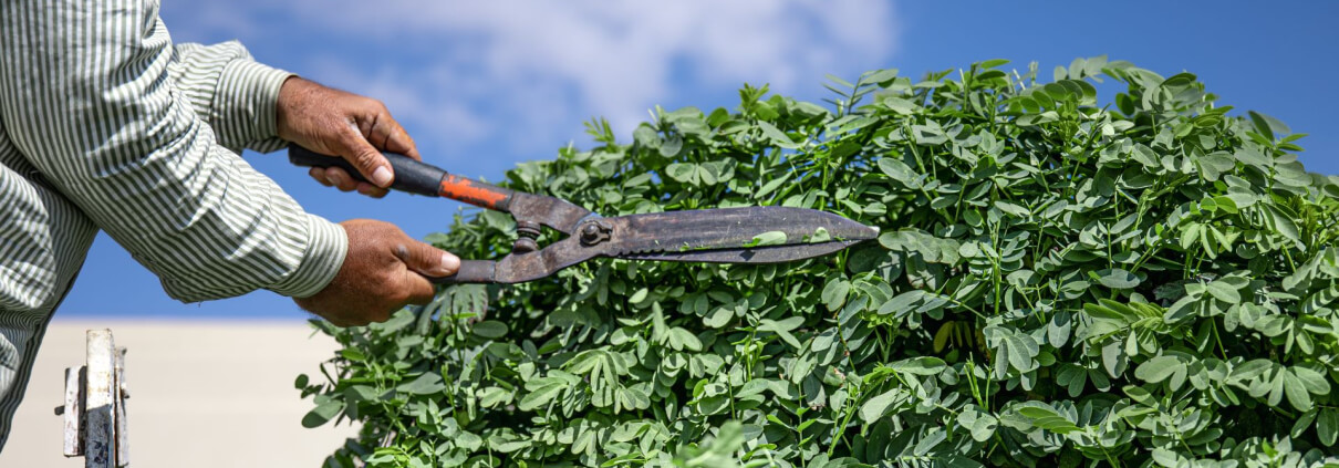 pruning