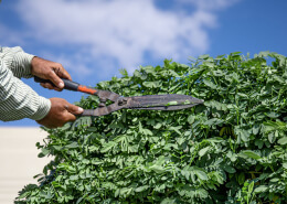 pruning