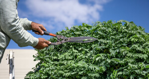 pruning
