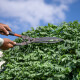 pruning