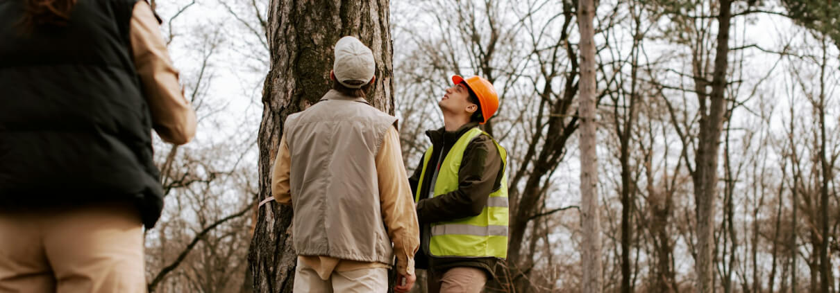 Tree Inspection