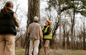 Tree Inspection