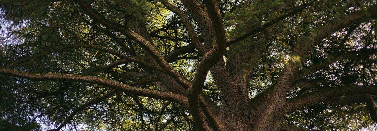 Tree Species