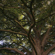 Tree Species
