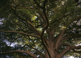 Tree Species