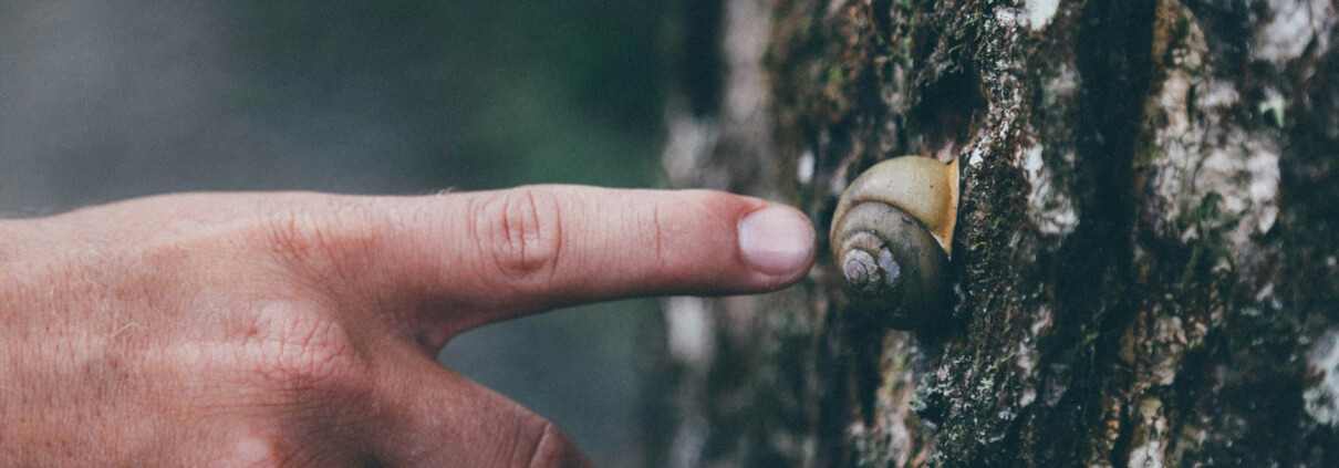 Tree Pests And Insects