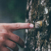 Tree Pests And Insects