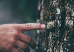 Tree Pests And Insects