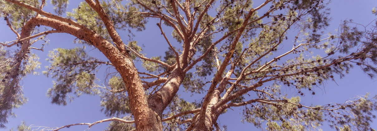 Mature Trees