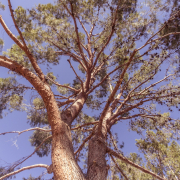 Mature Trees