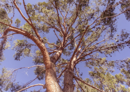 Mature Trees