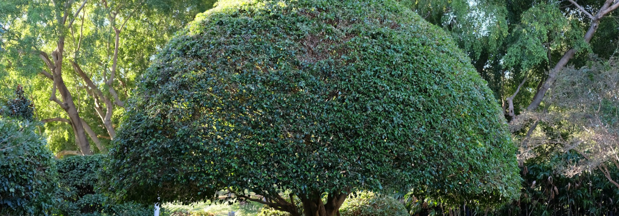 Right Tree