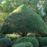 Right Tree
