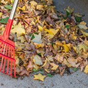Manage Leaves