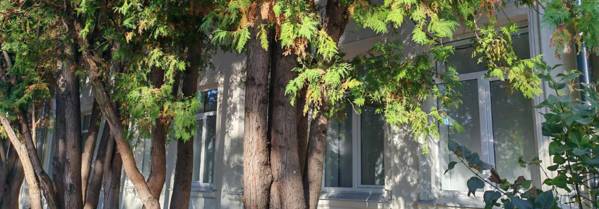 Large Trees In Small Spaces