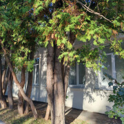 Large Trees In Small Spaces