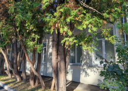 Large Trees In Small Spaces