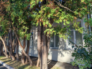 Large Trees In Small Spaces