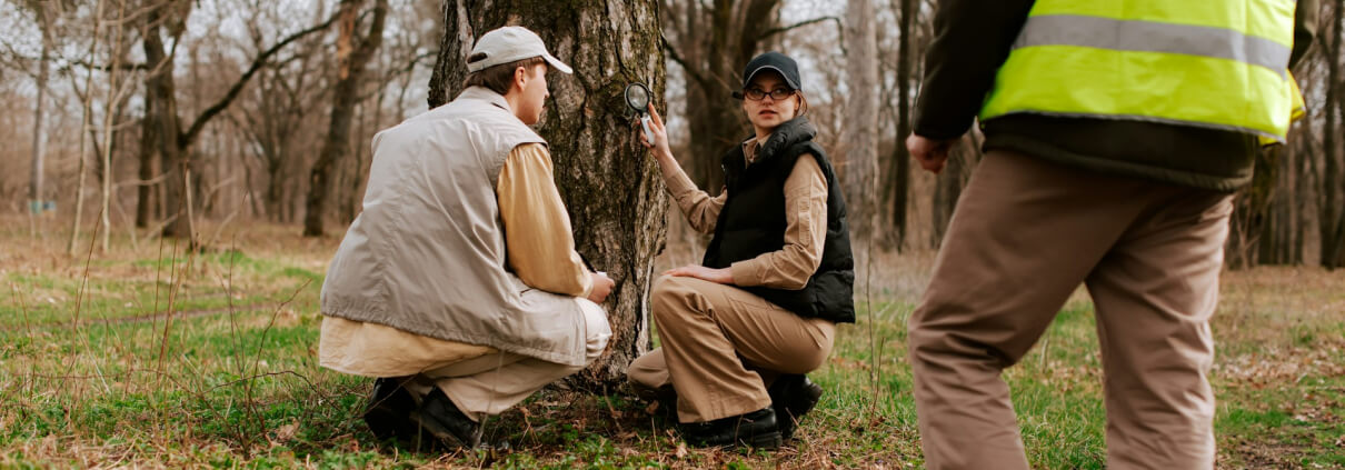 Prevent Tree Diseases