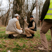 Prevent Tree Diseases