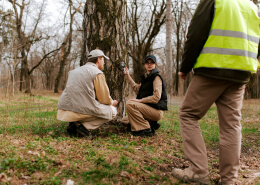 Prevent Tree Diseases