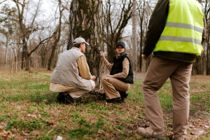 Prevent Tree Diseases