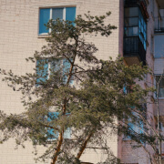 Remove Trees Close To Buildings