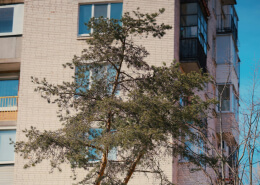 Remove Trees Close To Buildings