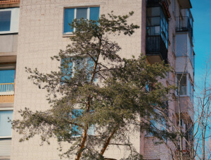 Remove Trees Close To Buildings