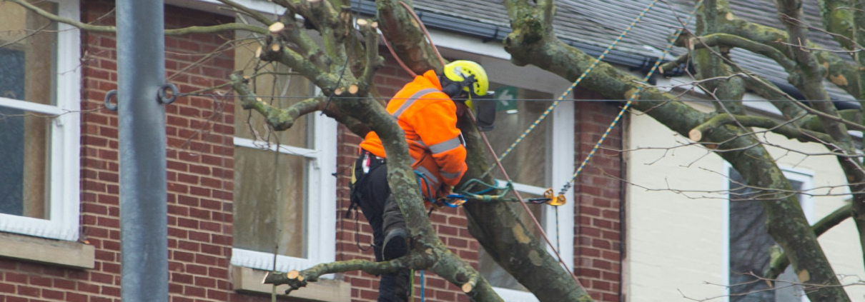 Tree Maintenance