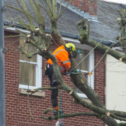 Tree Maintenance