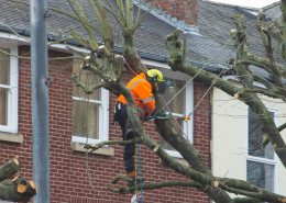 Tree Maintenance