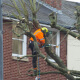 Tree Maintenance