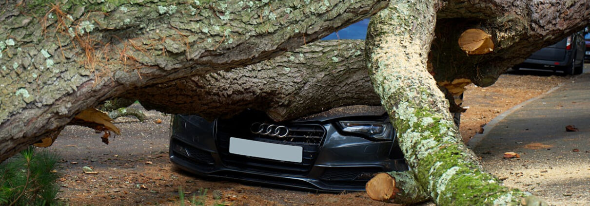 Emergency Tree Removal