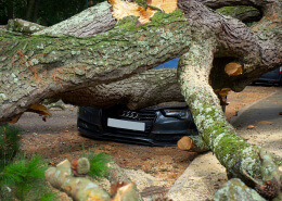 Emergency Tree Removal