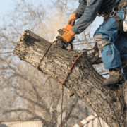 Tree Lopping