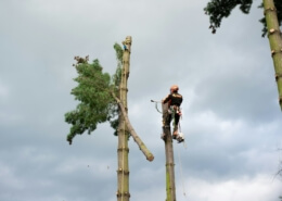 Tree Experts