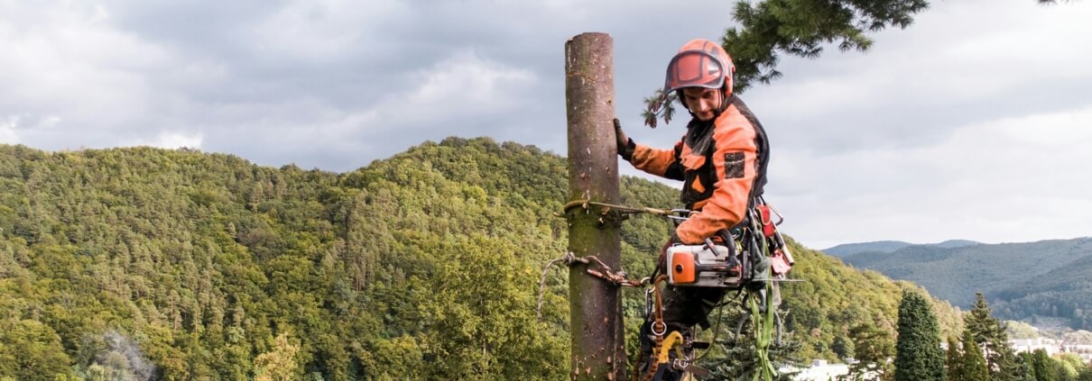 Tree Felling Services