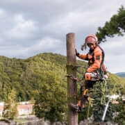 Tree Felling Services