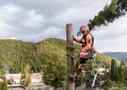 Tree Felling Services